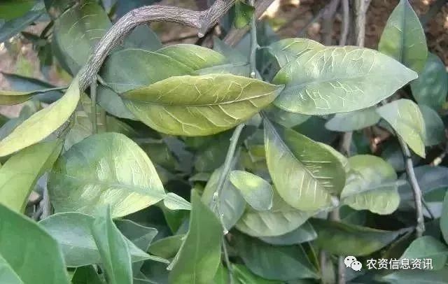 柑橘缺钙,缺镁,缺硼的症状图解