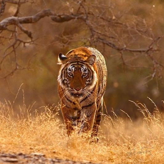 印度夫妻买下140000㎡荒地，倾家荡产就为了活命