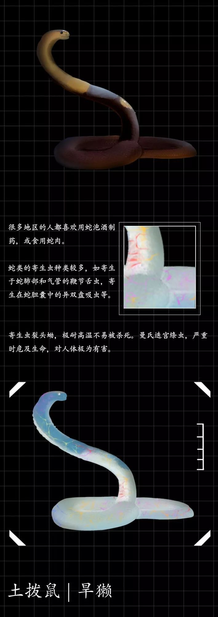 隐藏的「病毒携带者」曝光（赶紧举报）