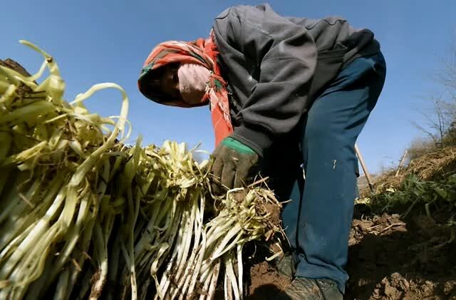 蒜黄韭黄、蒜苗蒜薹，难倒多少上街买菜的大老爷们