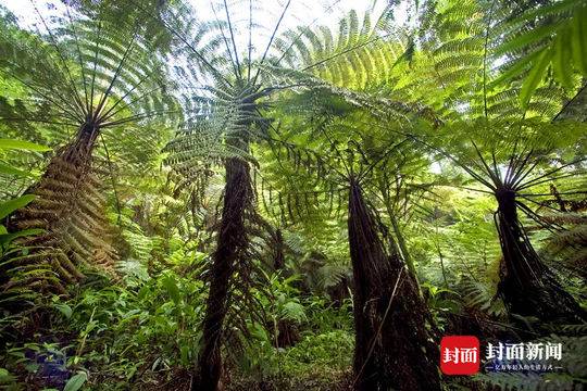 宜宾发现恐龙时代植物活化石丹霞连桫椤