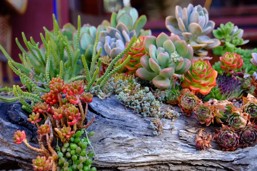 中国最美尼姑庵，看完都想去出家