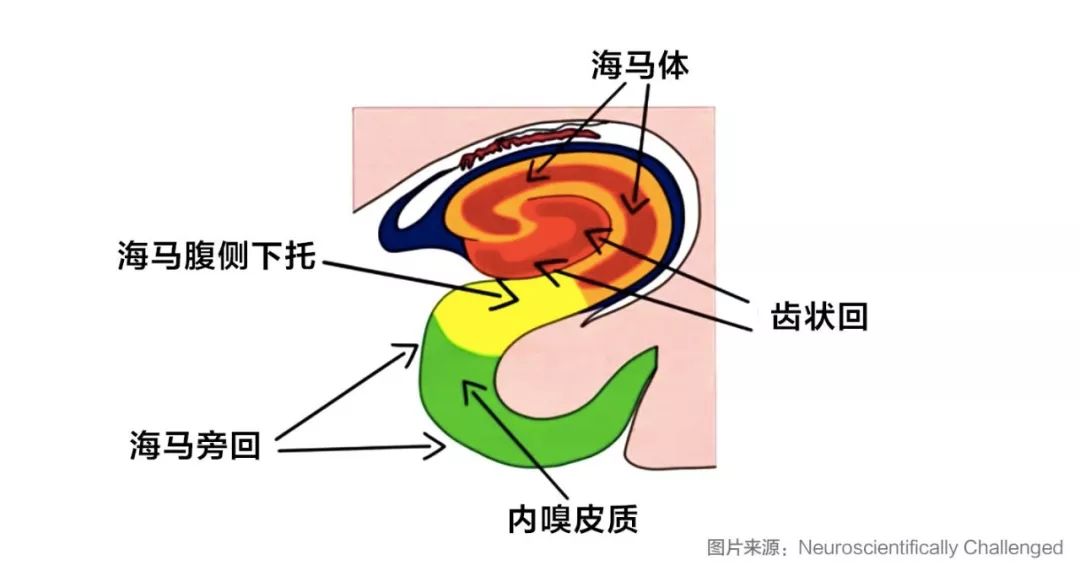 海马体结构
