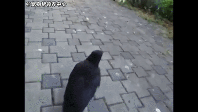 霸道乌鸦缠着狗狗玩球,狗狗无奈: