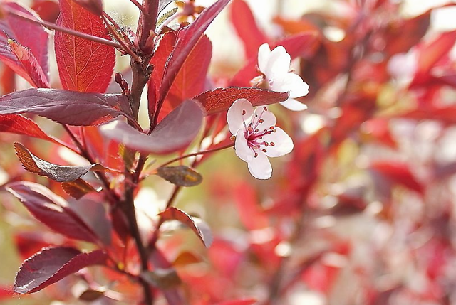 红叶李春季开花,应在花后2周内进行修剪为主冬季修剪为辅根据树形.