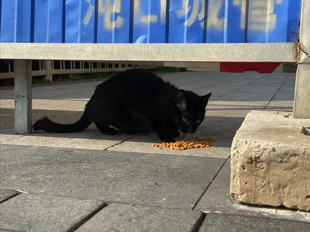 逆行四十日，香港摄记的武汉故事
