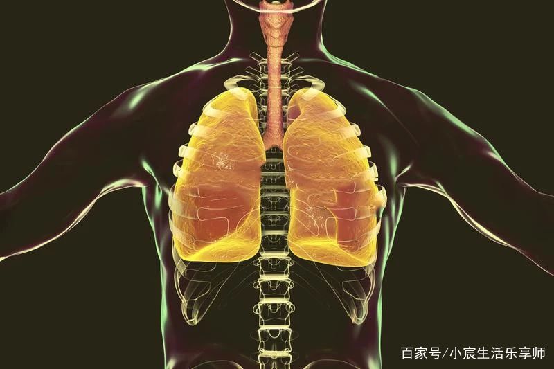 骨骼构成了一个完美的体腔,时刻保护着我们的大脑,心肺和盆腔器官,正