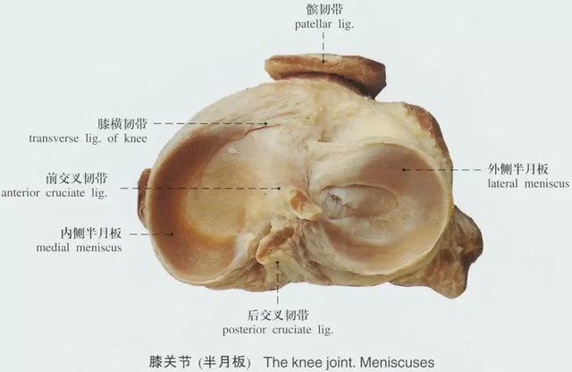 半月板会不会自愈?-健康百科
