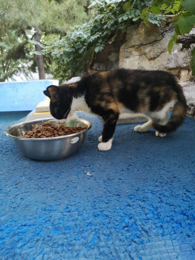 时评：央视猫叫