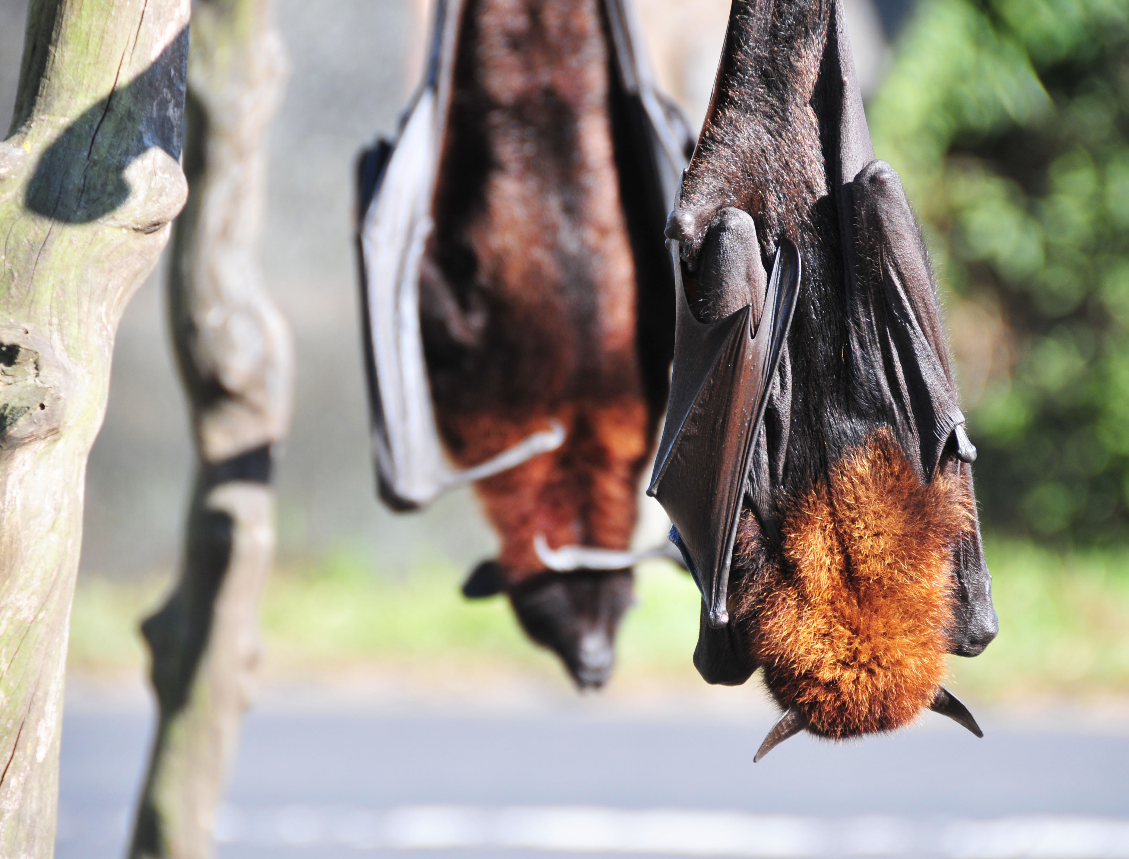 伊斯兰教如何应对瘟疫？| 地球知识局