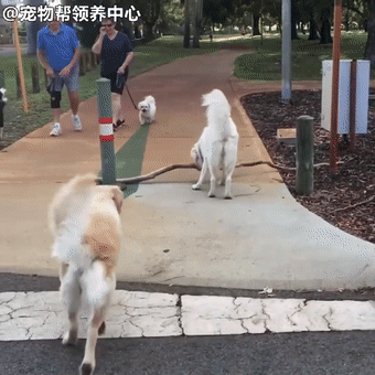 金毛超爱搬运树枝,遇到困难时,狗妈妈来了…母女超默契