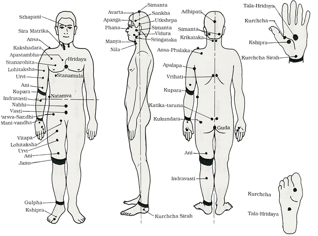 世界人民都有自己的中医|大象公会