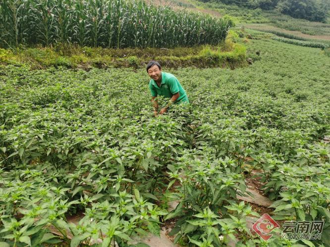 云南仁和镇红椒根植发展路吃香喝辣来致富