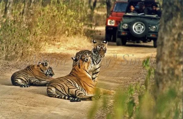 印度夫妻买下140000㎡荒地，倾家荡产就为了活命