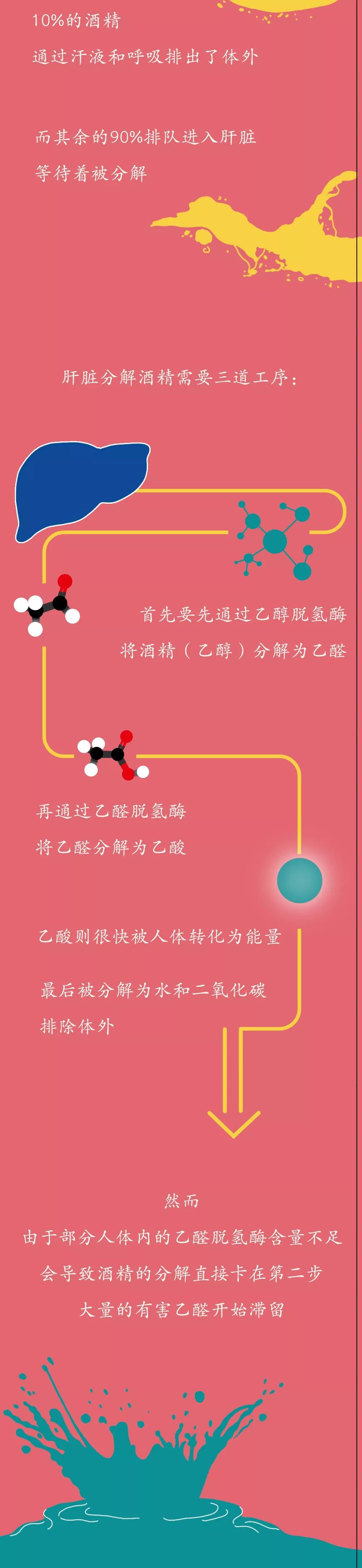 酒精进入体内的24小时