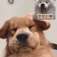 两只狗狗的视频聊天,你见过吗?简直笑喷