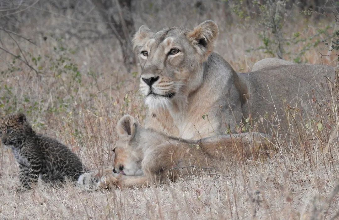 母狮子养了小豹子，这是一次认真而严肃的领养