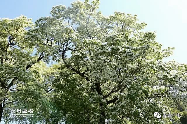 潍坊青州邵庄镇:千年流苏林,花开醉游人