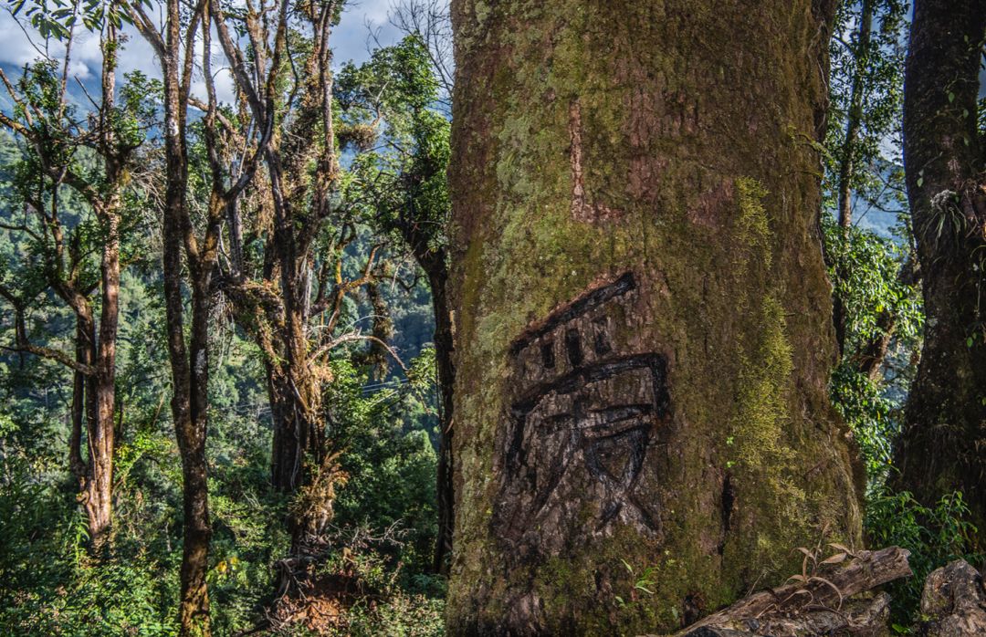 那些因人类的迷信娱乐贪婪，给野生动物带来的苦难