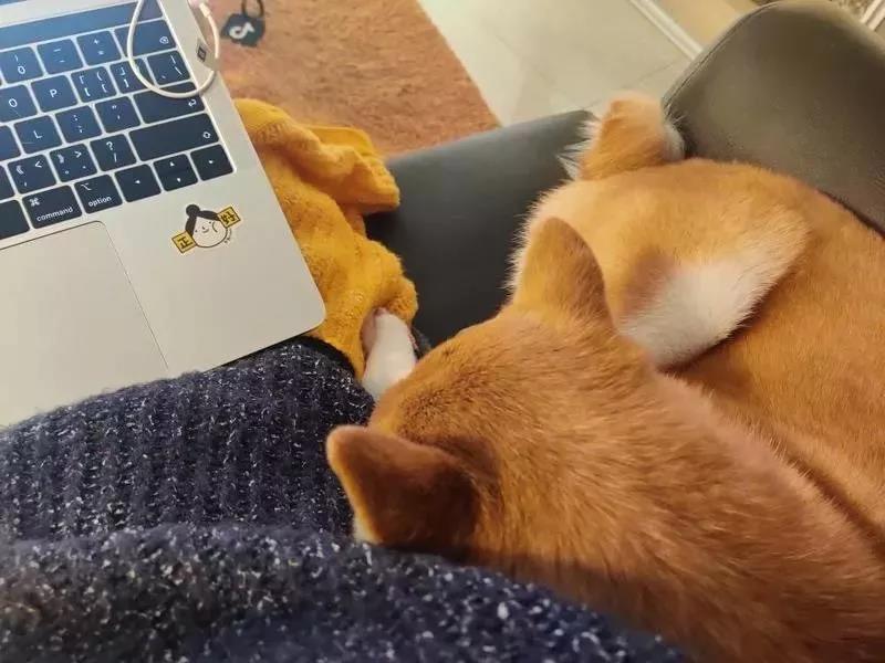 疫情之下在家办公，爆笑职场人窘态百出