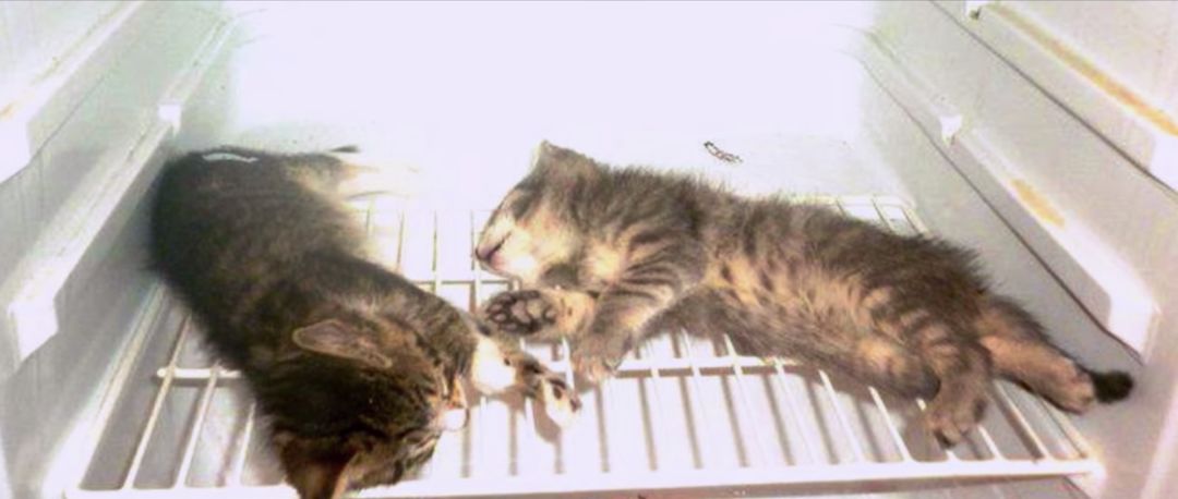 【英国】犯罪学家：变态连锁杀人犯虐待虐杀动物