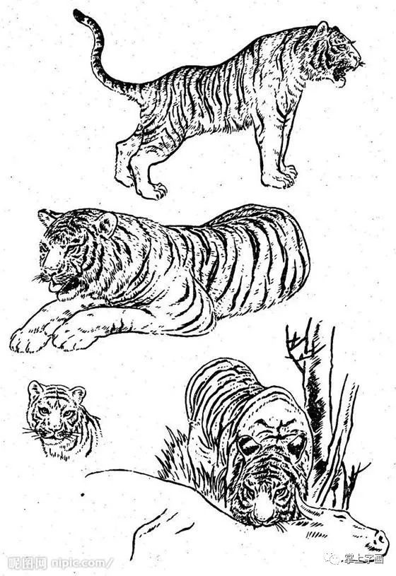 书画联盟丨白描动物 之 山羊,牦牛,老虎篇