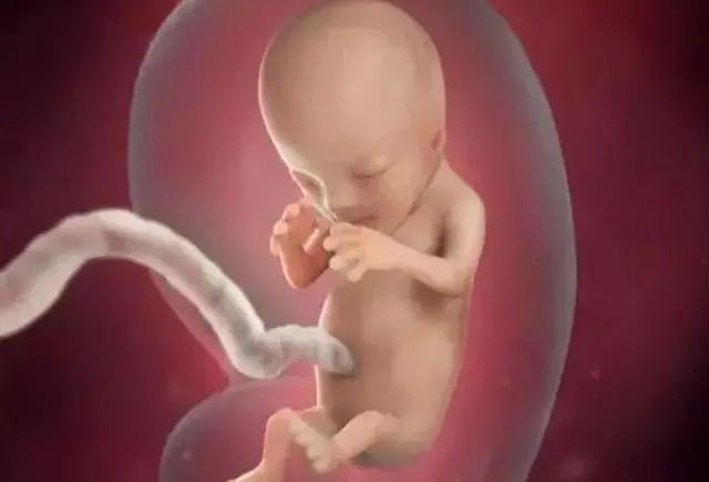在怀孕24周时,胎儿的头臀长到21厘米,大约重540克.