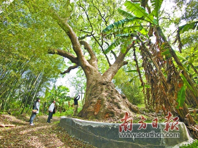 韶关乐昌市长来镇安口村樟树王,其树形极为独特,树体基部根瘤虬结,如