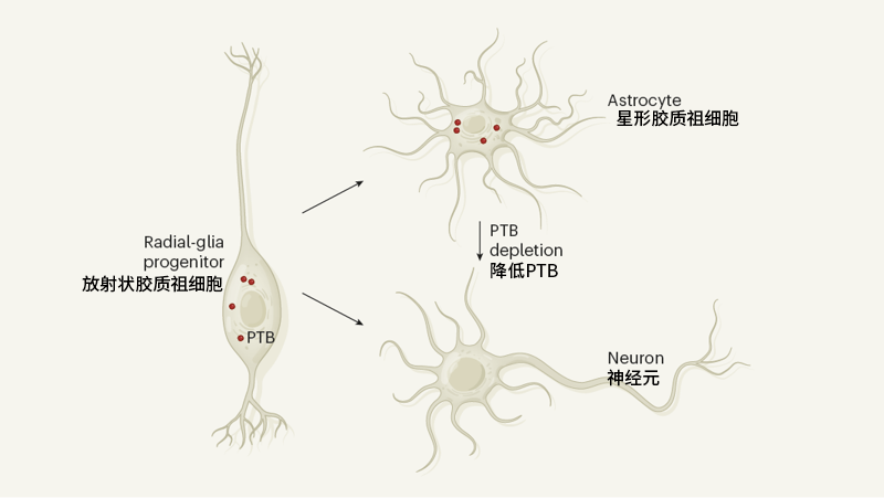 多巴胺神经元再生为帕金森病治疗带来新希望
