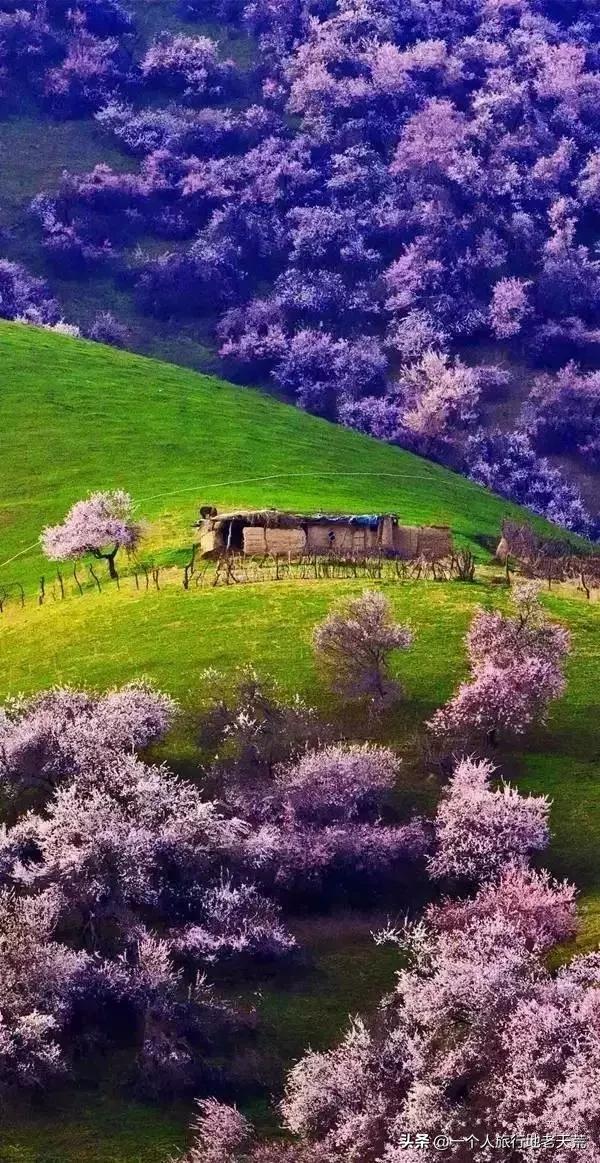 如果可以，一定要去新疆走一走，体会它的千种风情，万种风光（最新发布）