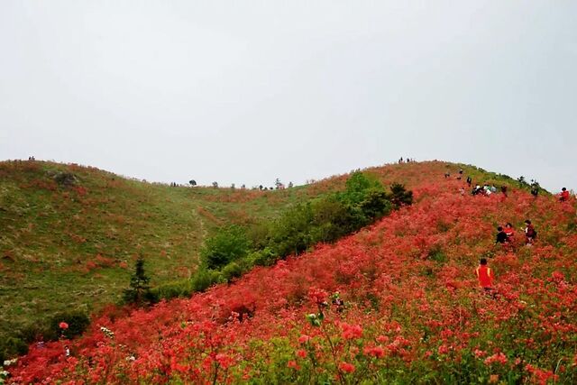 杜鹃花开红似火!就藏在乐清山里,五一约起