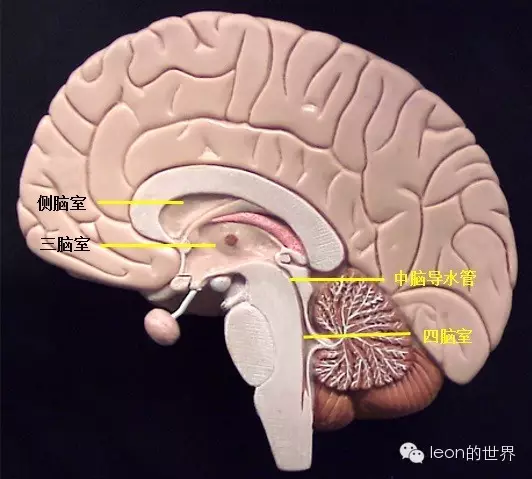 史上最全脑室解剖图谱