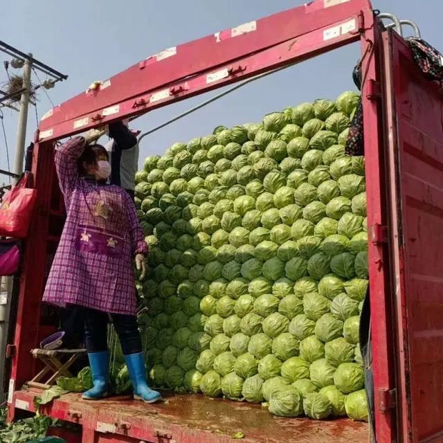 定州援京蔬菜正在装车(图片来源于北京日报)