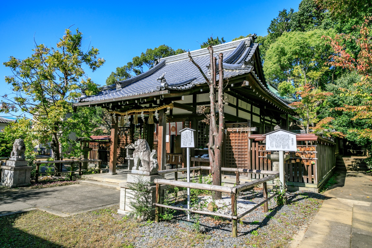 日本冷门景点推荐:京都新熊野神社,在日本人眼里万物都是神灵