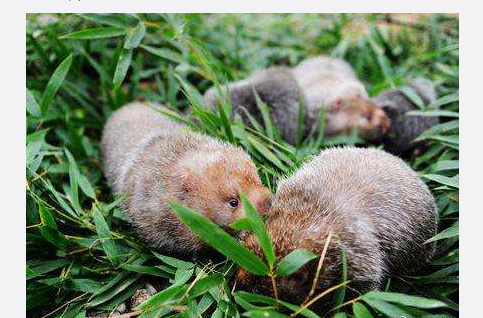 首个省级野生动物养殖退出方案公布,湖南竹鼠每公斤补