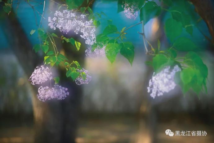 五月的鲜花，开遍龙江大地