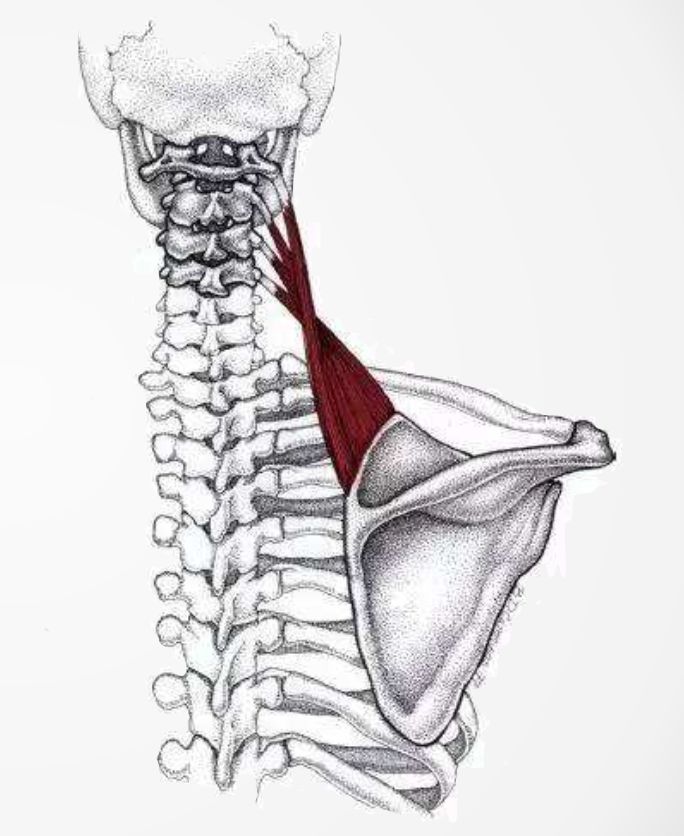 倒车请注意——肩胛提肌