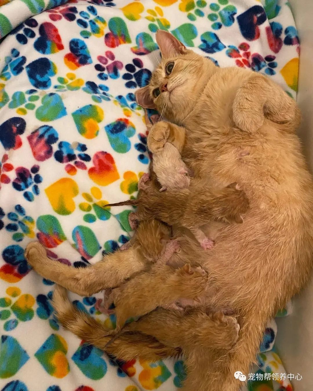 除了四只随了猫妈妈的橘猫宝宝,还有一只生着生着就没墨了的白色猫