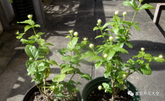 虎头茉莉不开花,牢记5大点,长枝冒芽开大花,贼香