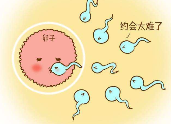 该综合征的发生率明显高过自然周期,表明在促排卵过程中卵泡的发育及