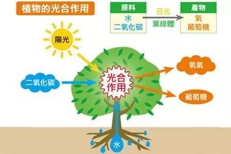 光合作用示意图绿色植物通过叶绿体利用光能,把二氧化碳和水合成贮藏