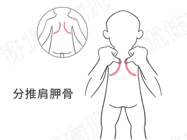 补肺经100~300下;孩子咳嗽时可以分胸八道4~6次,分推肩胛骨100