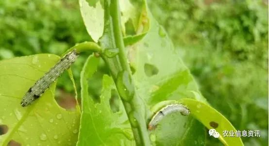 两大杀虫剂:吡虫啉和阿维菌素哪个好?