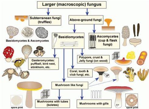 演化还是灭绝：第六次生物大灭绝开始了？