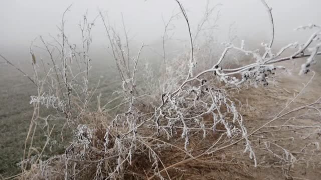 在山东的小村庄里，我的母亲度过了一生|故事FM