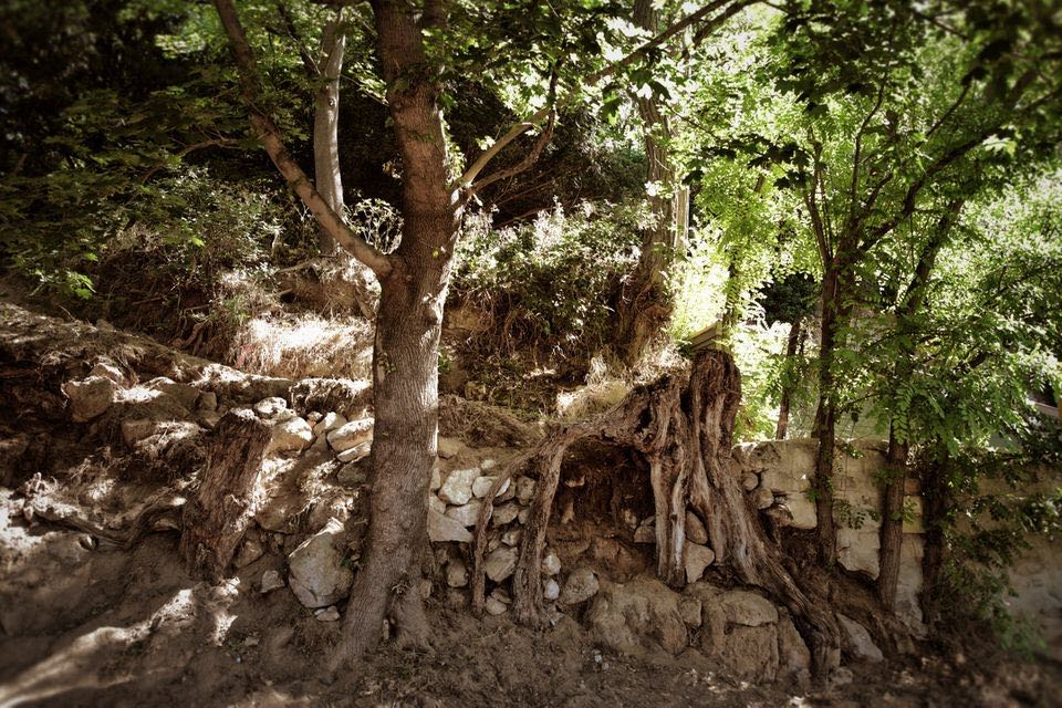 梵高的绝笔画『树根』