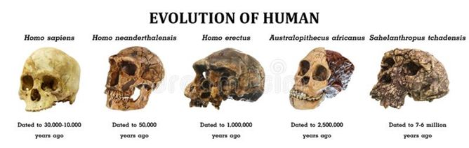 演化还是灭绝：第六次生物大灭绝开始了？