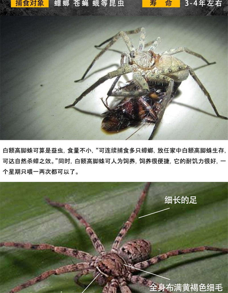 夏季限定网红白额高脚蛛又来了专业人士灭完蟑螂的蜘蛛处理起来更麻烦