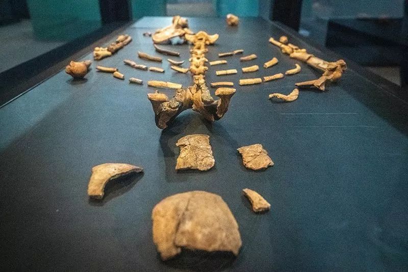 380万年头骨化石，会改变对「露西」起源的理解吗