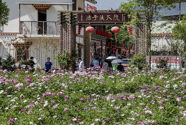 观赏渔子溪村的百亩芍药花花海